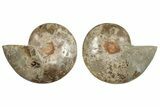 Daisy Flower Ammonite (Choffaticeras) - Madagascar #256698-1